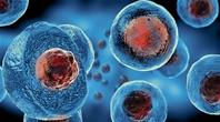 Could mesenchymal stem cells be the cure for COVID-19 pneumonia?